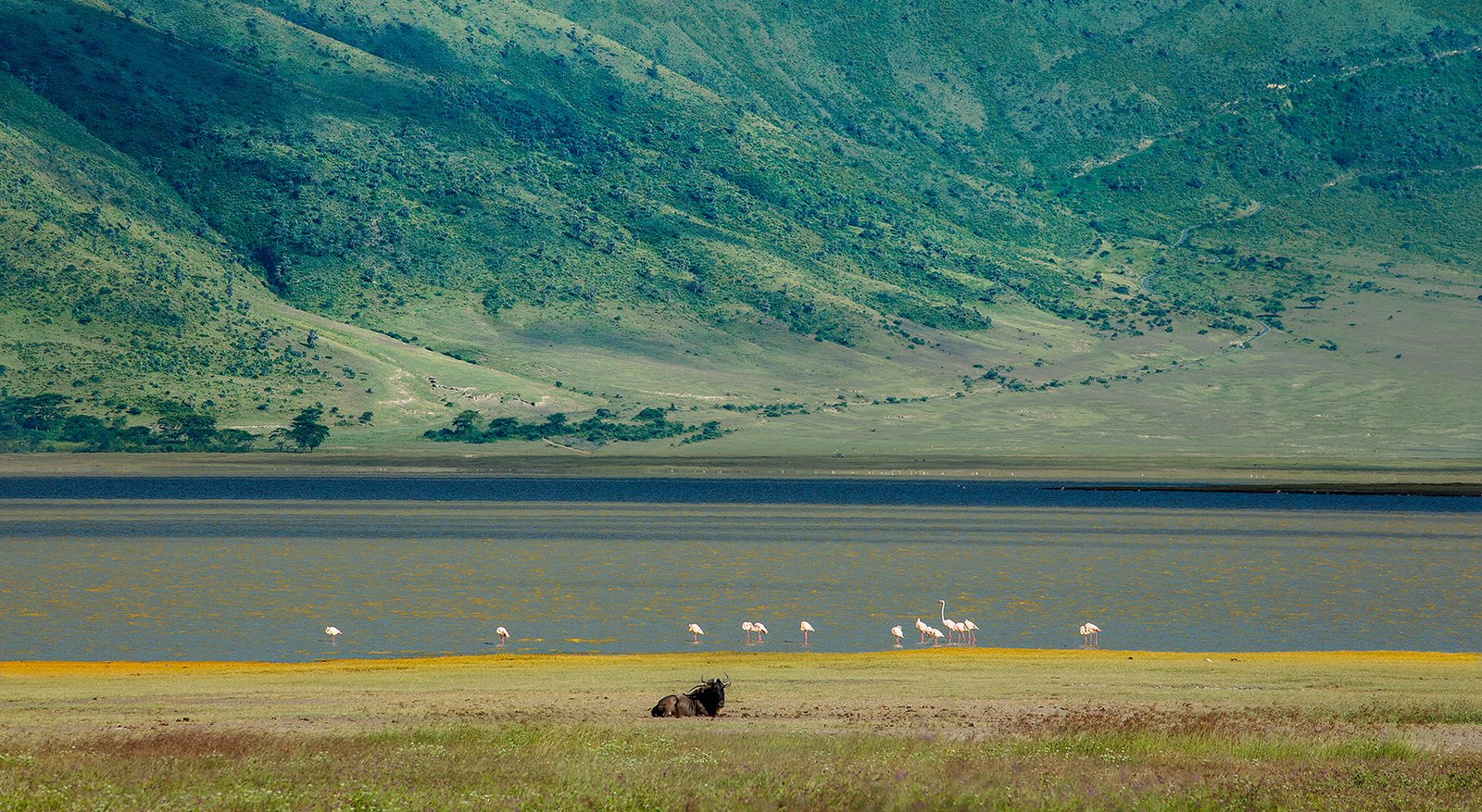 En este momento estás viendo Guía de la fauna salvaje: ¿Qué animales puedes ver en el cráter del Ngorongoro?