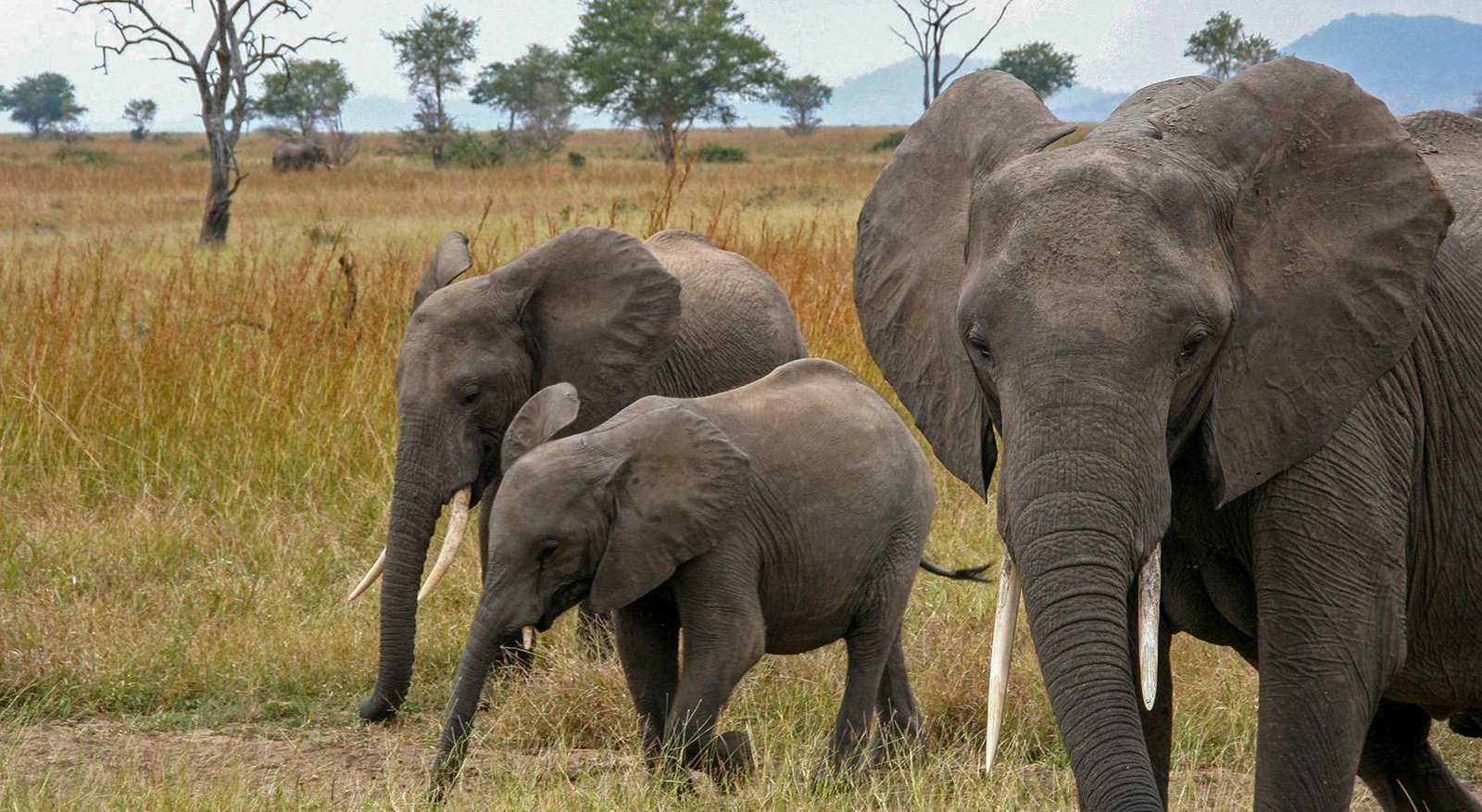 En este momento estás viendo Tanzania en septiembre: clima, precios, safaris y más