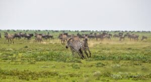 Mehr über den Artikel erfahren Wildlife Guide: Welche Tiere können Sie im Serengeti -Nationalpark sehen?