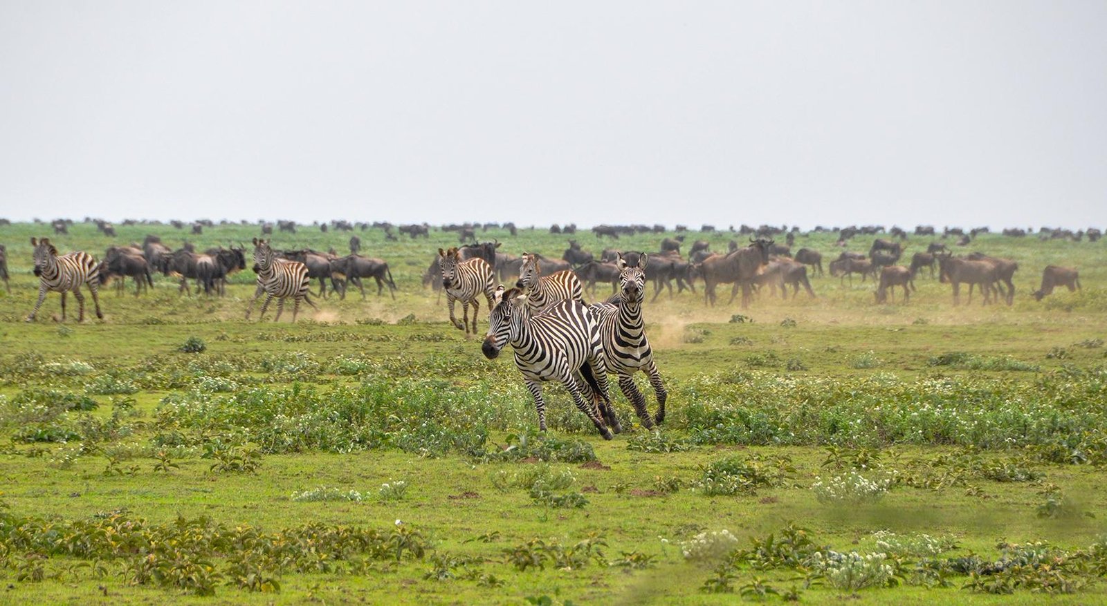 Du betrachtest gerade Wildlife Guide: Welche Tiere können Sie im Serengeti -Nationalpark sehen?